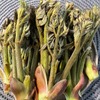 タラの芽！
