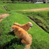 朝の田圃は奇麗な空気と青い空がゴールデンレトリバーをお出迎え。