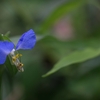 牧野植物園にて