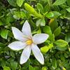 クチナシ（梔子）の花＿今年はマダラな咲き方