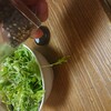me!のリーフ食いました