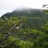 雨上がりの大船山 2015.5.31