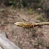 Viburnum dilatatum　ガマズミ