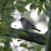 ハチジョウツグミの反芻？(大阪城野鳥探鳥 2016/02/27 6:35-12:20)