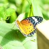 初秋のフィールド写ん歩にて