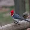 Red-crested Cardinal コウカンチョウ