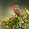 百舌（モズ）♀