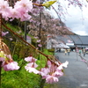 雨でしっぽり吉野山の桜