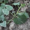 網干メロンの株分け実験、実生でないものから立派なものがとれれば成功。