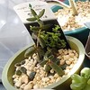 🌵多肉植物　ホームセンターの見切り品❪雪童　デロスペルマ❫🌵