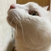 ウチの白い猫ちゃん🐱