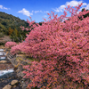 見返りの滝の河津桜と医王寺