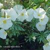 草花とバラ＊夢のような五月＊