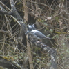 ジィちゃんと探鳥・名栗湖/有馬ダムの野鳥（最終章）/2019-12-10