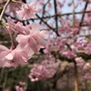 桜満開♪　〜京都の桜情報〜