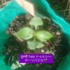トゥルシーの芽がでた。ヒンディーで、芽と葉っぱはなんという？🌱