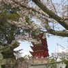 宮島の桜