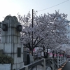 目黒川の桜&#127800;満開です