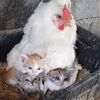 鶏小屋から猫の声…雌鶏が羽の下で子猫を育てていた【動画】