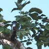 ハイイロオウチュウ Ashy Drongo