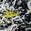 緑花公園：ヒミツの花壇