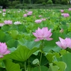 ✿不忍池 蓮の花が満開です😊