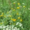 スイス高原に咲く草花の魅力（2012年６月撮影）