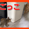 子猫と先住猫の鬼ごっこ！ちょこちょこ走り回る姿がかわいすぎた！Kittens and cats are playing tag.