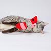 【猫エビ狂騒曲】ペティオ 仔猫用けりぐるみ 子エビで愛猫を悶絶KO！