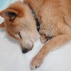 老犬、柴くんのお世話は、ケージの中です。出来るだけ清潔に保ちたい。