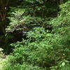 山奥のヤマアジサイ