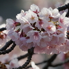 2週連続「椿寒桜」