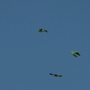 ワカケホンセイインコ Rose-ringed Parakeet