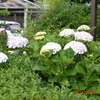 睡蓮の花・その他の花