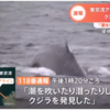 東京湾アクアライン近くでクジラのアクアちゃん目撃