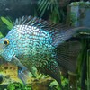 【生き物】バルーン・テキサスシクリッド。あおちゃんの性別ほぼ判明。（2026/04/18）
