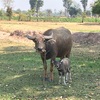 タイ王国のコラート台地砂漠のお話…