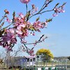 北条鉄道 法華口駅 河津桜 '21