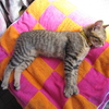 キジトラ猫　性格もそれぞれ。