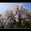 奥平の枝垂れ桜