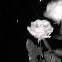 白薔薇の競馬