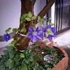 ７月がもうすぐおわり。