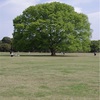 昭和記念公園のあの木はてっぺんに金魚草乗せればあの木になると思う