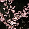 湯冷め夜桜