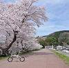 桜を求めて三次へ