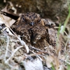 タテゴトヨタカ(Lyre-tailed Nightjar)