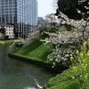 🌸千鳥ヶ淵、九段坂付近　桜並木の様子です😊