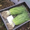 玉ねぎ苗とイチゴ苗の植付
