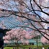 錦町公園の桜（３月31日）