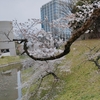 アモールファティ「散る桜から咲く桜。生と死について」